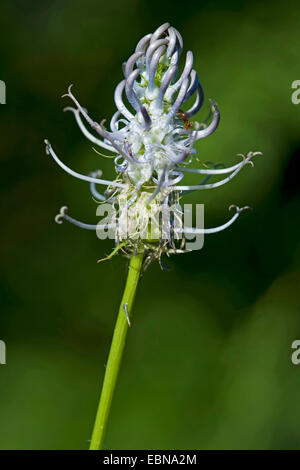 Blau versetzt Rapunzeln (Phyteuma Spicatum SSP Occidentale, Phyteuma Occidentale), Blütenstand, Deutschland Stockfoto