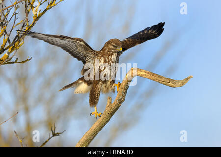 Eurasische Mäusebussard (Buteo Buteo), Landung auf seiner Suche, Deutschland, Baden-Württemberg Stockfoto