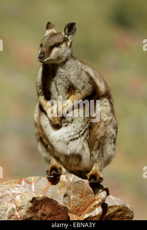 Black-footed Rock Wallaby (Petrogale Lateralis), sitzt auf einem Felsen, Australien, Northern Territory, Western MacDonnell Ranges Stockfoto