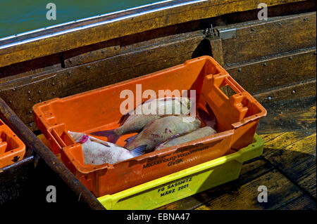 Schleie (Tinca Tinca), frischer Fisch in einer Kiste im Fischerboot, Deutschland, Mecklenburg-Vorpommern, Ueckermuende Stockfoto