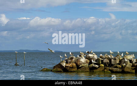 Möwen (Larinae), Möwen auf einem Quy Insel Usedom im Hintergrund, Deutschland, Mecklenburg-Vorpommern, Ueckermuende Stockfoto