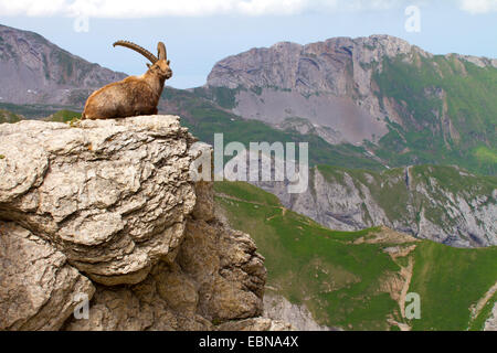 Alpensteinbock (Capra Ibex, Capra Ibex Ibex), liegen auf einem Felsvorsprung, der Schweiz, Alpstein Säntis Stockfoto