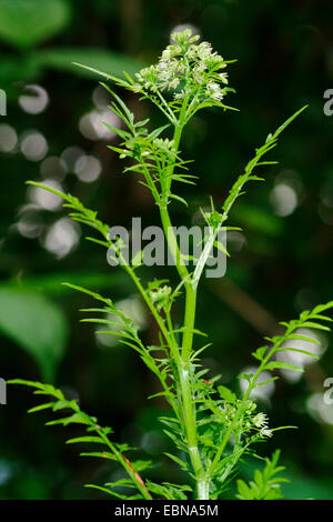 Narrow-leaved Bitter-Kresse, Röhricht-Bitter-Kresse (Cardamine Impatiens), blühende Pflanze, Deutschland Stockfoto