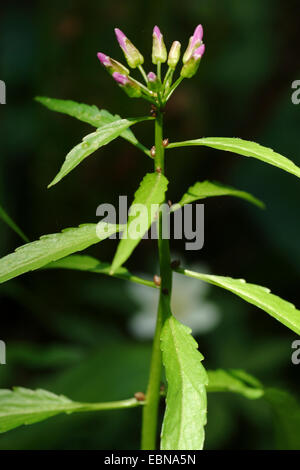 Coralroot, Zwiebel-Lager Toothwort (Cardamine Bulbifera, Dentaria Bulbifera), ergeben sich mit Blütenknospen, Deutschland Stockfoto