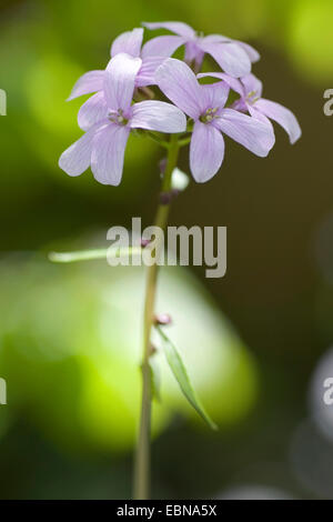 Coralroot, Zwiebel-Lager Toothwort (Cardamine Bulbifera, Dentaria Bulbifera), Blütenstand, Deutschland Stockfoto