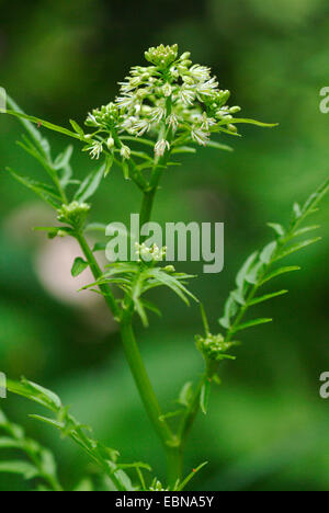 Narrow-leaved Bitter-Kresse, Röhricht-Bitter-Kresse (Cardamine Impatiens), Blütenstand, Deutschland Stockfoto