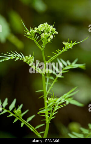 Narrow-leaved Bitter-Kresse, Röhricht-Bitter-Kresse (Cardamine Impatiens), Blüte Narrow-leaved Bitter-Kresse, Deutschland Stockfoto