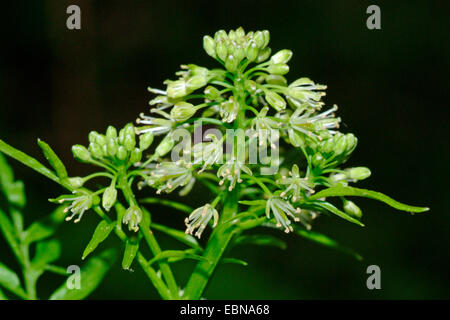 Narrow-leaved Bitter-Kresse, Röhricht-Bitter-Kresse (Cardamine Impatiens), Blütenstand, Deutschland Stockfoto