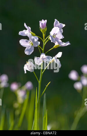 Moor, Pink, Kuckuck Blume, Lady's Smock, Milchmädchen (Cardamine Pratensis), Blütenstand, Deutschland Stockfoto