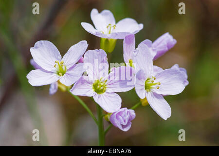 Moor, Pink, Kuckuck Blume, Lady's Smock, Milchmädchen (Cardamine Pratensis), Blumen, Deutschland Stockfoto