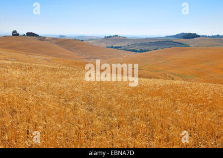 hügelige Landschaft im Sommer, Italien, Toskana, Siena Stockfoto