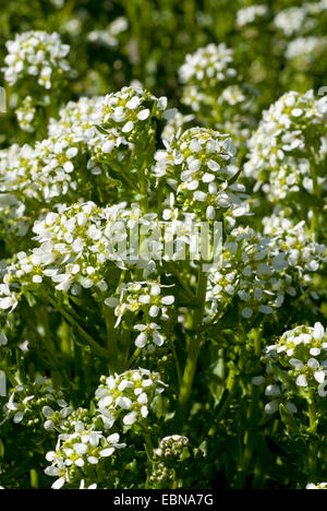 gemeinsamen Skorbut Grass (Cochlearia Officinalis), blühen, Deutschland Stockfoto