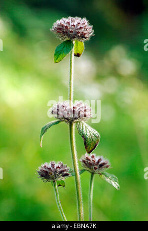 wildes Basilikum Feld Basilikum (Clinopodium Vulgare, Calamintha Clinopodium), Welk, Deutschland Stockfoto