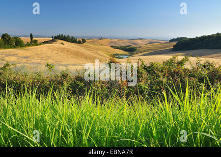 hügelige Landschaft im Sommer, Italien, Toskana, Siena Stockfoto