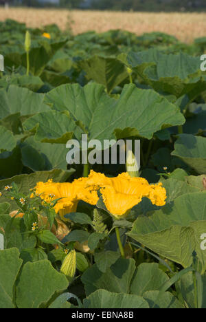 Knochenmark, Feld Kürbis (Cucurbita Pepo), blühen, Deutschland Stockfoto