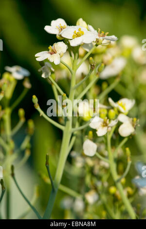 Meerkohl, Blick aufs Meer-Kale, Seakale, Crambe (Crambe Maritima), Blütenstand, Deutschland Stockfoto