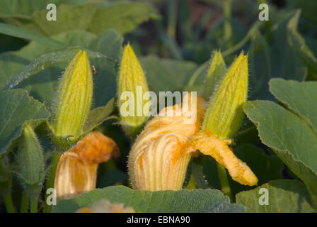 Knochenmark, Feld Kürbis (Cucurbita Pepo), Knospe bricht, Deutschland Stockfoto