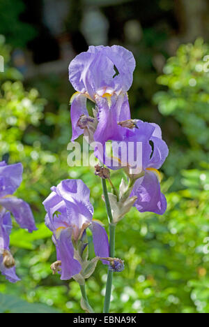 Süße Iris, dalmatinische Iris (Iris Pallida, Iris Germanica SSP. Pallida), Blumen Stockfoto