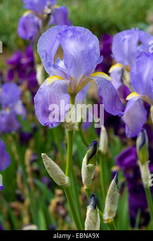 Süße Iris, dalmatinische Iris (Iris Pallida, Iris Germanica SSP. Pallida), Blumen Stockfoto