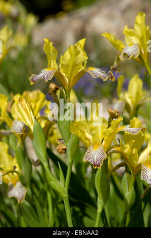 bunte Iris (Iris Variegata), blühen Stockfoto