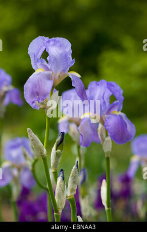 Süße Iris, dalmatinische Iris (Iris Pallida, Iris Germanica SSP. Pallida), Blumen Stockfoto