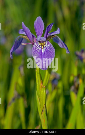 Blaue Flagge, Harlekin blaue, größere blaue Flagge, nördlichen blaue Flagge (Iris versicolor), Blume, Deutschland Stockfoto