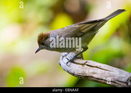 Mönchsgrasmücke (Sylvia Atricapilla), weibliche sitzen auf einem alten Zweig, der Schweiz, Sankt Gallen Stockfoto