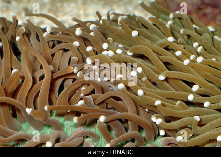 Lange Tentakel Platte Coral (Heliofungia Actiniformis), Detailansicht der Tentakel Stockfoto