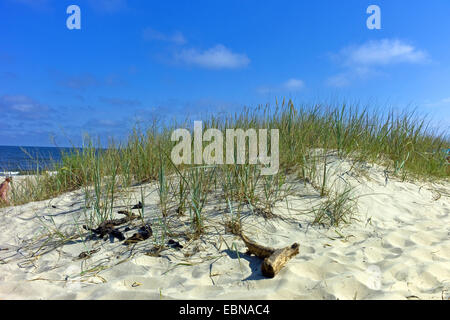 Strandhafer, Europäische Strandhafer, Dünengebieten Grass, Psamma, Meer Sand-Reed (Ammophila Arenaria), Düne am Strand mit Strandhafer, Zinnowitz, Usedom, Mecklenburg-Vorpommern, Deutschland Stockfoto