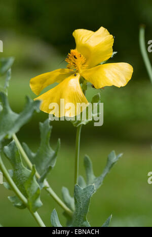 gelbe gehörnten Mohn, gehörnten Mohn (Glaucium Flavum), Blume Stockfoto
