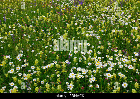 blühende Wiese mit Gänseblümchen und Rasseln, Schweiz, Zuerich Oberland Stockfoto