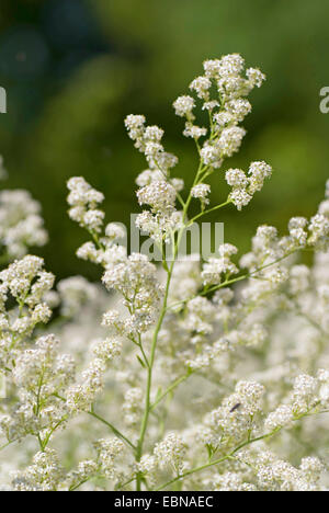 Dittander, ausdauernde Kresse, breit-Blatt Pfeffer-Grass (Lepidium Latifolium), blühen, Deutschland Stockfoto