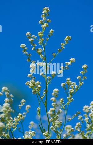 Dittander, ausdauernde Kresse, breit-Blatt Pfeffer-Grass (Lepidium Latifolium), blühen, Deutschland Stockfoto