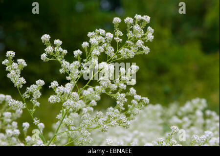 Dittander, ausdauernde Kresse, breit-Blatt Pfeffer-Grass (Lepidium Latifolium), blühen, Deutschland Stockfoto