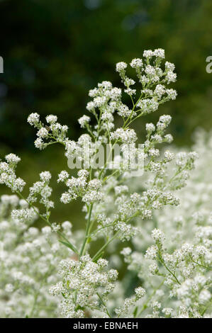 Dittander, ausdauernde Kresse, breit-Blatt Pfeffer-Grass (Lepidium Latifolium), blühen, Deutschland Stockfoto