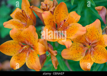 Orange Lilie (Lilium Bulbiferum), Blumen, Deutschland Stockfoto