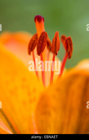 Orange Lilie (Lilium Bulbiferum), Makroaufnahme der Staubblätter und Narbe, Deutschland Stockfoto