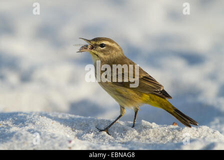 PALM WARBLER (Dendroica Palmarum) mit Insekten Beute am Strand, winter Migrant, Curry Hängematte Staatspark, wenig krabbeln Key, Florida Stockfoto