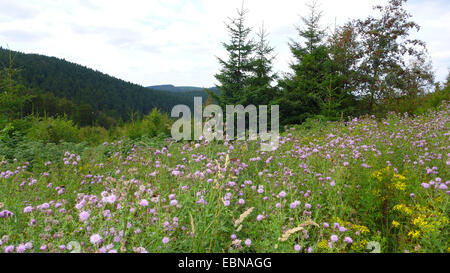 Kanada Distel, schleichende Distel (Cirsium Arvense), Schmetterlinge auf blühende Disteln bei Sturm beschädigt Waldfläche durch Orkan Kyrill, Deutschland, Nordrhein-Westfalen, Sauerland Stockfoto