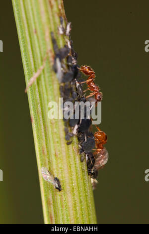 rote Myrmicine Ameise, dockt rote Ameise (Myrmica Rubra), bewacht eine Kolonie der Blattläuse auf dem Wasser Stockfoto