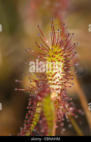 großen Sonnentau, englische Sonnentau (Drosera Anglica), Blatt mit Drüsen, Deutschland Stockfoto