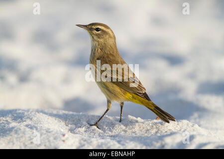 PALM WARBLER (Dendroica Palmarum) am Strand, winter Migrant, Curry Hängematte Staatspark, wenig krabbeln Key, Florida, USA. Oktober Stockfoto