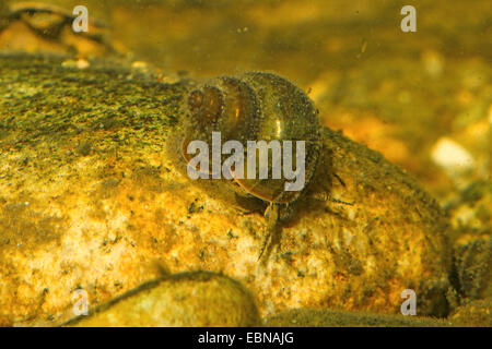 Fluss-Schnecken (Viviparus spec.), Fütterung Algen aus dem Stein Stockfoto