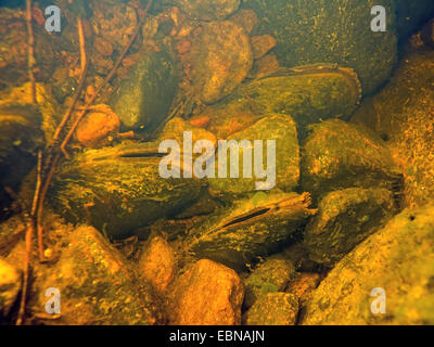 Süßwasser Perle Muschel (schottische Flussperlmuschel), östliche Pearlshell (Margaritifera Margaritifera), Kolonie in einem Flussbett, Russland, Karelien, Keret Fluss Stockfoto