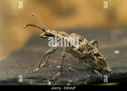 Blackspotted Zange zu unterstützen, Käfer, Eiche Longhorn Beetle (Rhagium Mordax), Seitenansicht Stockfoto