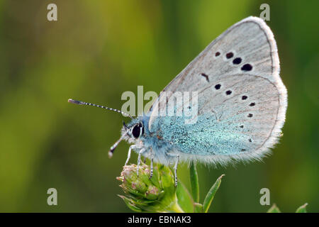 Grüne Unterseite blau (Glaucopsyche Alexis), auf Blütenknospen, Deutschland Stockfoto