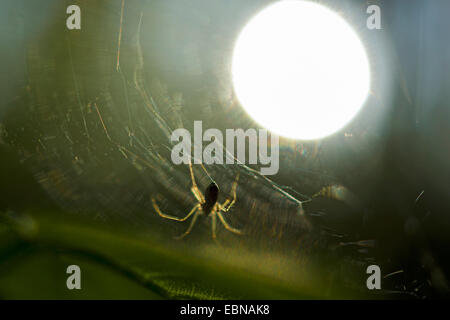 Spinne im Netz bei Gegenlicht, Deutschland Stockfoto