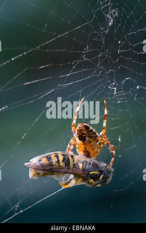 überqueren Sie Orbweaver, Europäische Kreuzspinne Kreuz Spinne (Araneus Diadematus), Garten Sie-Spinne mit Beute, Großbritannien, Schottland, Cairngorm National Park Stockfoto