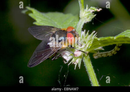 Parasit-Fliege (Phasia Hemiptera, Alophora Hemiptera), an einem Stiel, Deutschland Stockfoto