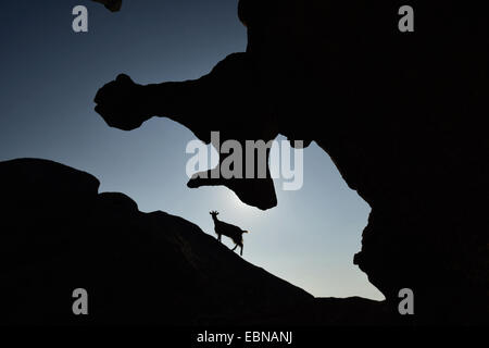 Silhouette der bizarre Felsformation mit Ziege, Frankreich, Korsika, Porto, Calanche de Piana Stockfoto